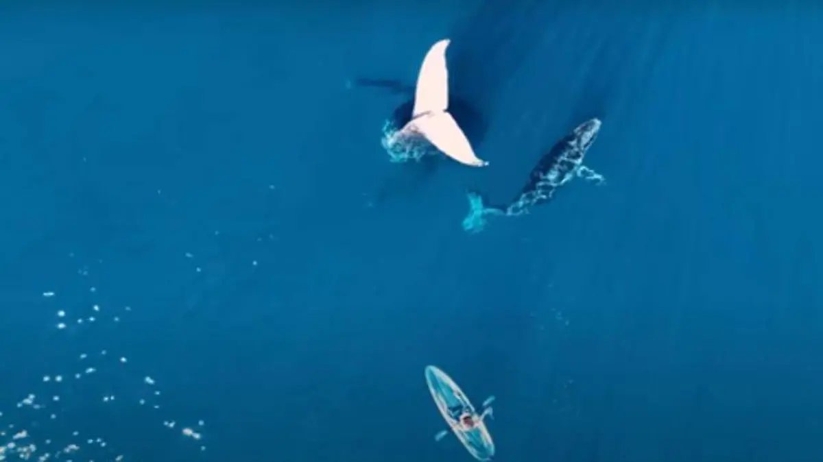 Video ballena cola congelada